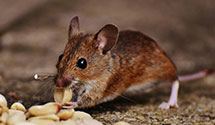 24 Hour & Emergency Exterminators in Crabtree Valley, NC